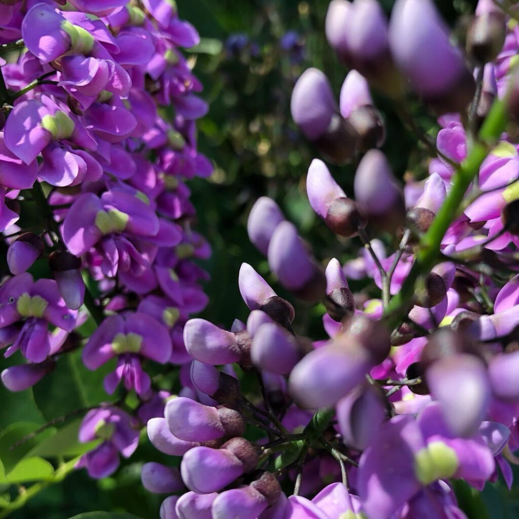 Flores que impactan con su belleza y sus colores