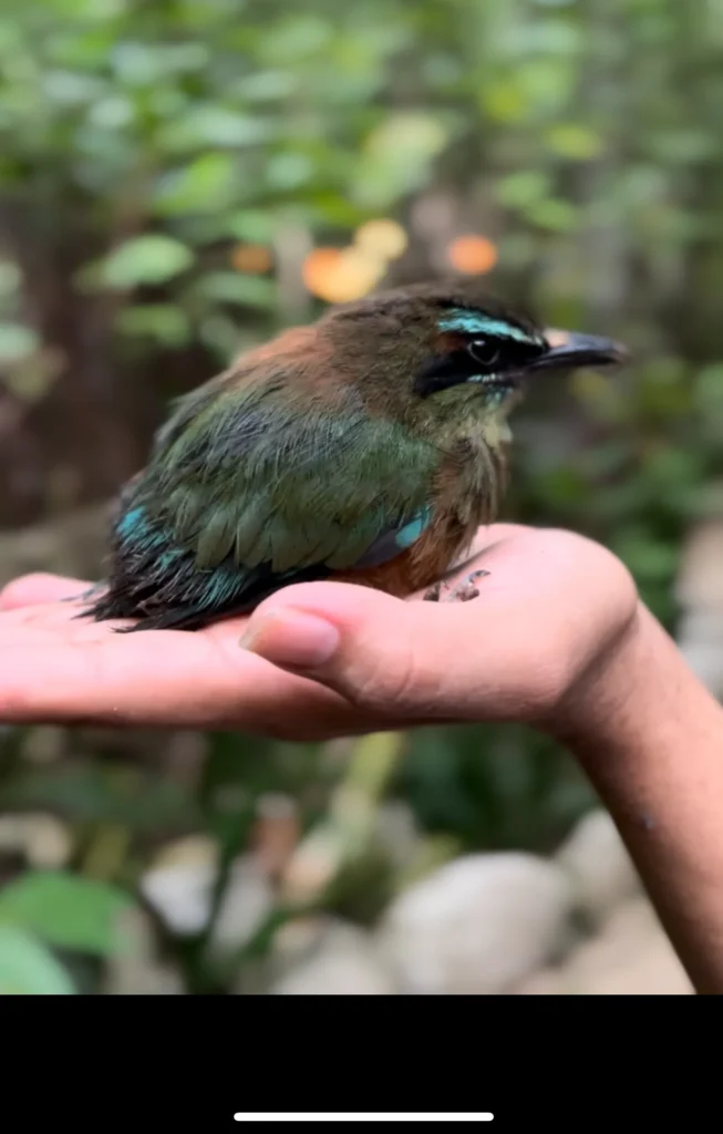 Santuario del pájaro Toh