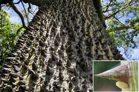 Arbol Ceiba