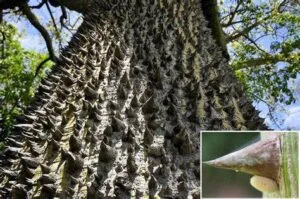 Árbol ceiba Yucatán