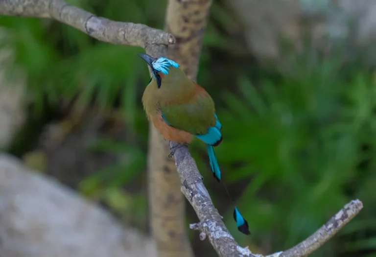 Pajaro Toh