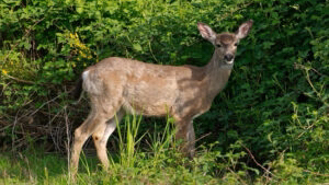 El venado parte de la fauna yucateca